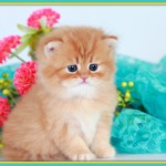 Red Tabby Persian Kitten