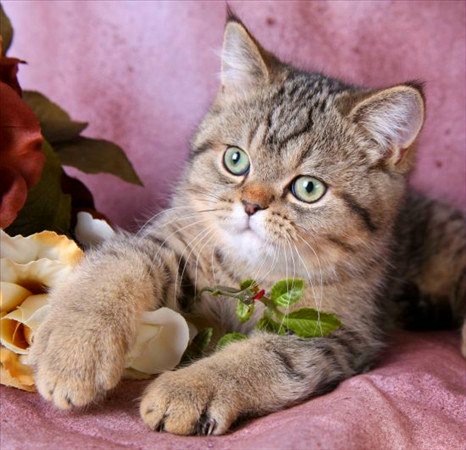 Exotic Persian Cat from Doll Face Persian Kittens