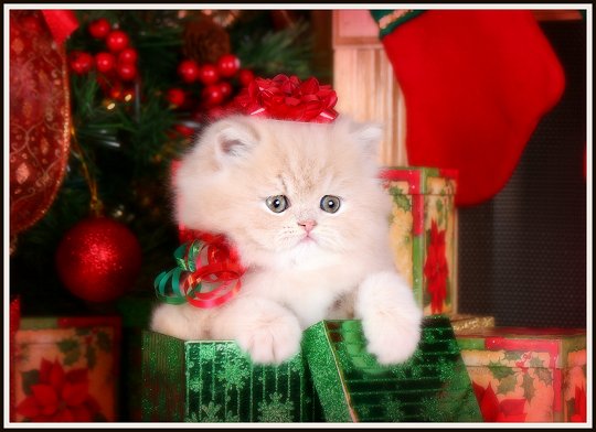 Cream Persian Kitten 