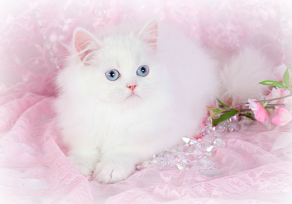Cashmere White Persian Kitten