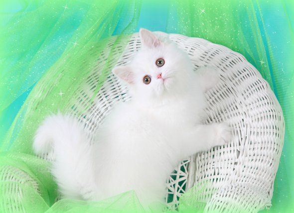 Cashmere White Persian Kitten