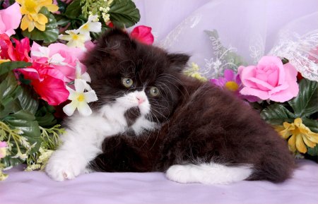 Black & White Toy Persian Kitten