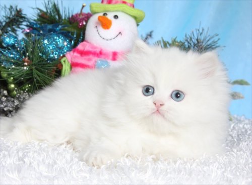 Cashmere White Teacup Persian kittens
