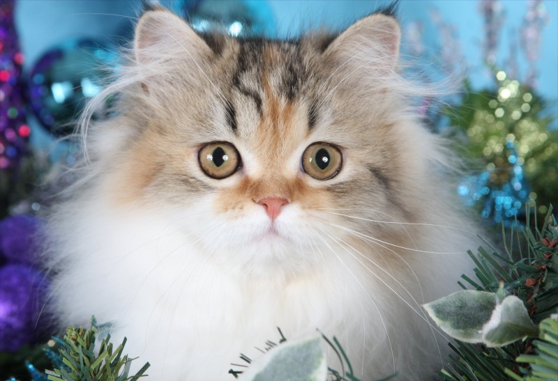 Classic Calico Persian Kitten