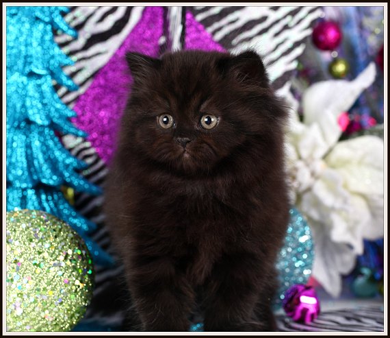 Black persian store cat for sale