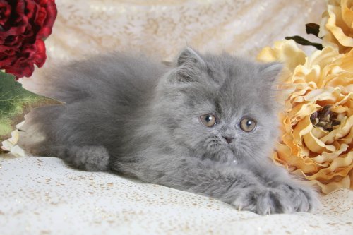 Blue Persian Kittens