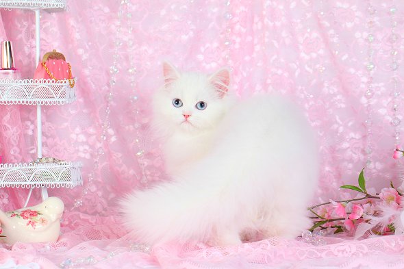 Cashmere White Teacup Persian Kittens