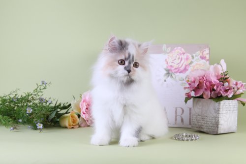 Dilute Calico Patchwork Teacup Persian Kitten