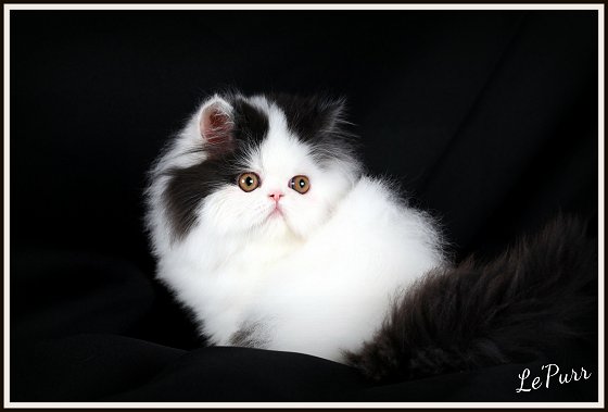 Black and White bicolor Persian kitten