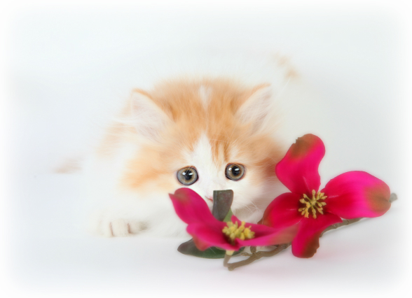 Red & White Bicolor Persian Kitten