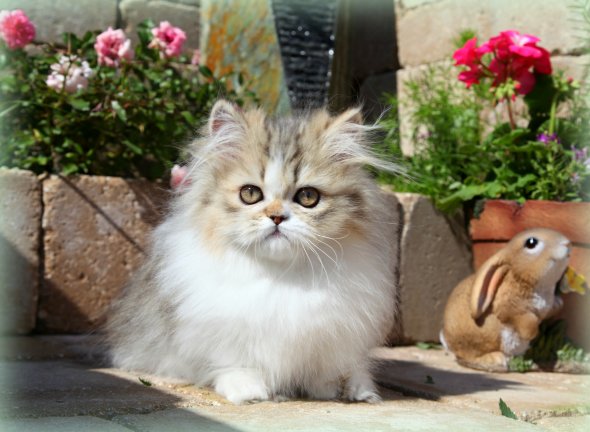 Chinchilla Golden & White Teacup Persian Kitten