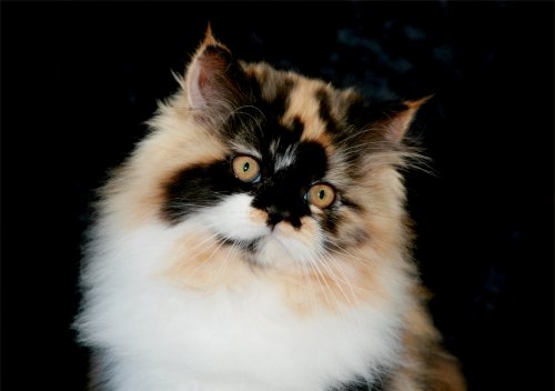 Calico Persian Kitten