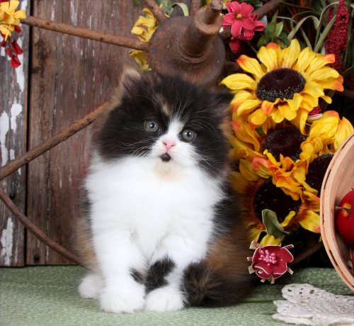 Classic Calico Teacup Persian Kitten