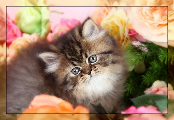 Shaded Golden Persian Teacup Kitten 