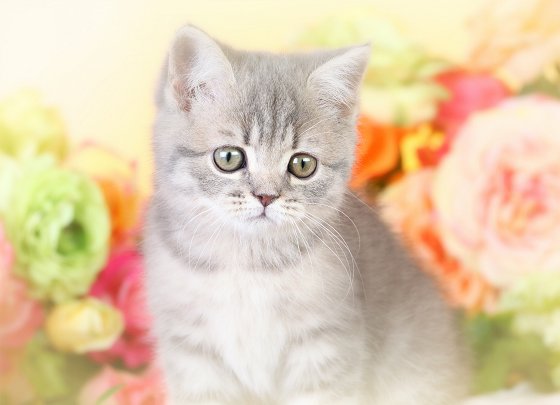  Teacup Persian Kitten 