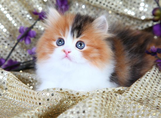 calico kittens for sale