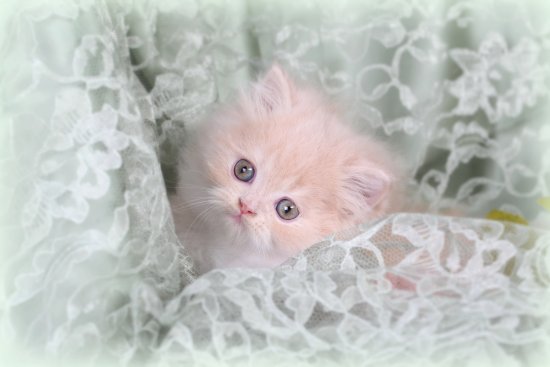 Cream White Bi-Color Persian Kitten