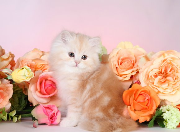Cream Shell Cameo Persian Kitten 