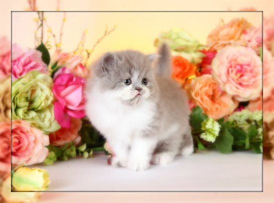 Lilac White Bicolor Persian Kitten 