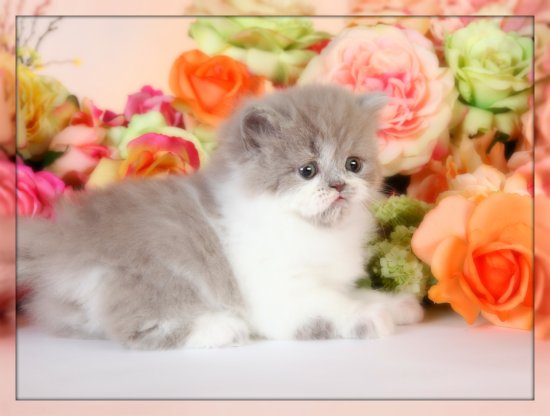 Lilac White Bicolor Persian Kitten 