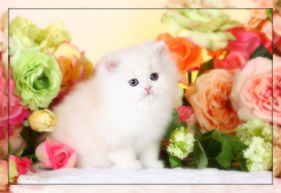 Ivory Chinchilla Persian Kitten