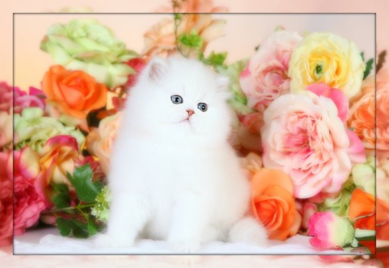 Ivory Chinchilla Teacup Persian Kitten