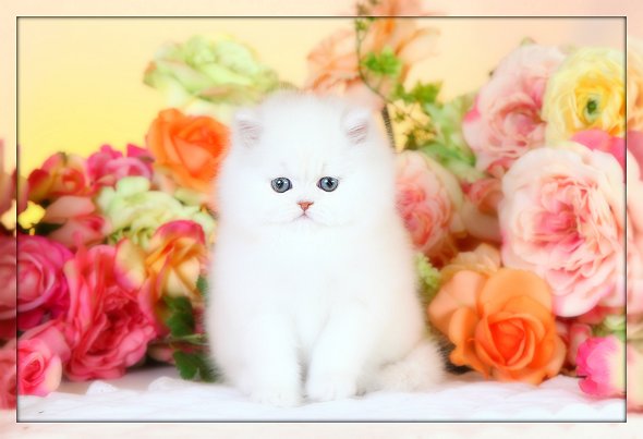 Ivory Chinchilla Teacup Persian Kitten