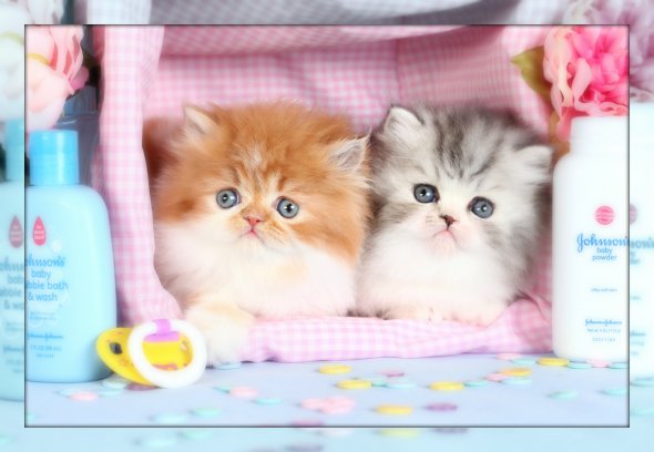 Red White Bi-Color Teacup Persian Kitten