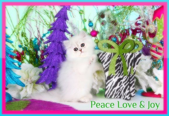 Silver Chinchilla Teacup Persian Kitten 