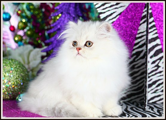 Silver Chinchilla Tiny Teacup Persian Kitten 