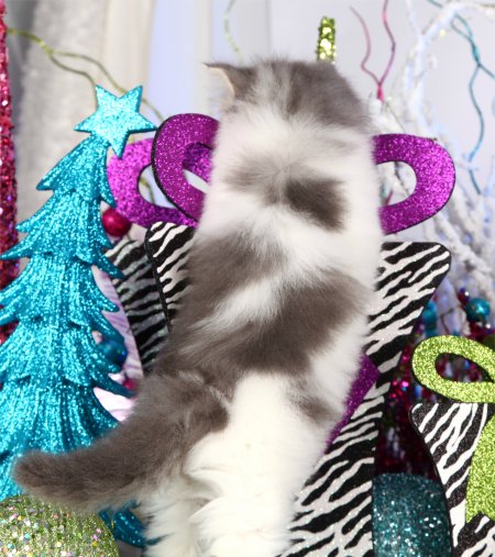 Blue Silver Tabby & White Bicolor Teacup Persian Kitten