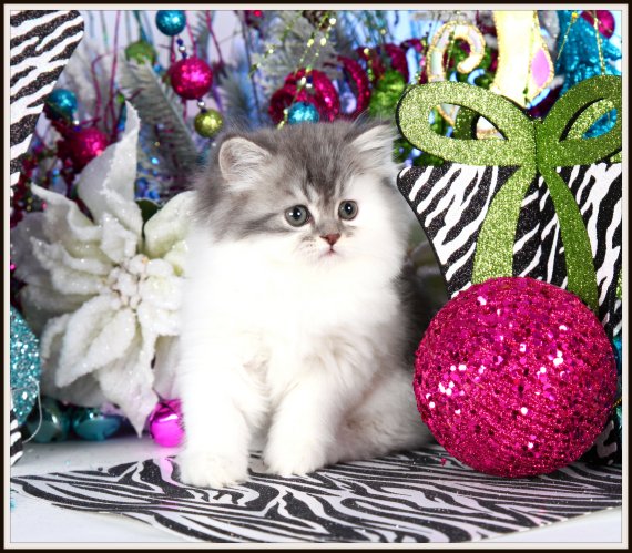 Blue Silver Tabby & White Bicolor Teacup Persian Kitten
