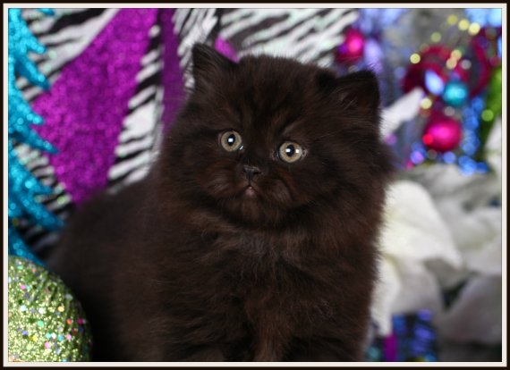Solid Black Teacup Persian Kitten 