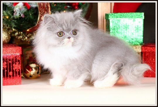 Lilac and White Bicolor Persian Kitten 