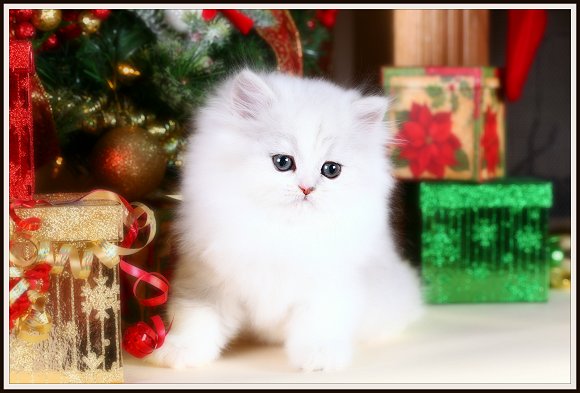Silver Tipped Teacup Persian Kitten