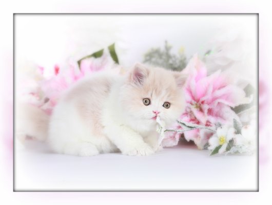 Cream and White Teacup Persian Kitten 
