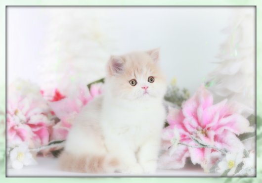 Cream and White Teacup Persian Kitten 
