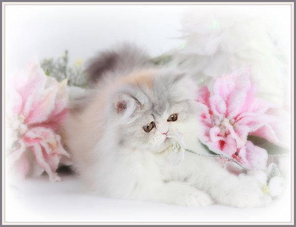 Chinchilla Calico Teacup Persian Kitten 