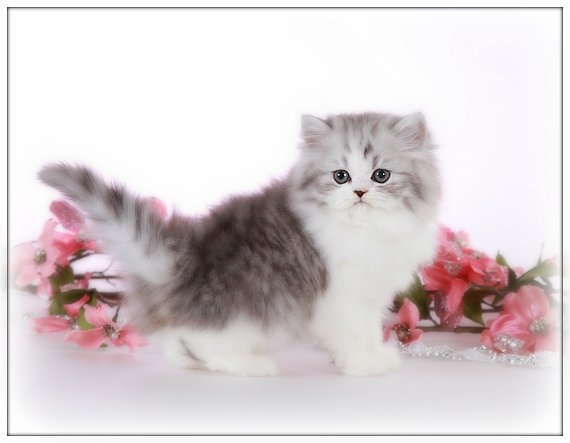 Persian Cat White Kitten on Fuchsia Novelty Silver Plated Metal Cuff Bangle Bracelet