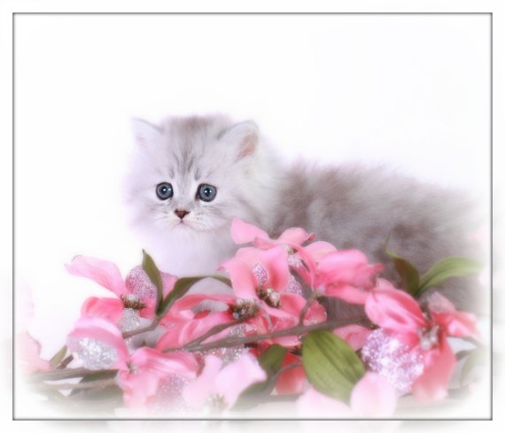 Shaded Silver Persian Kitten for Sale