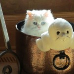 Doll Face Persian Kittens Reviews – The Sticha Family