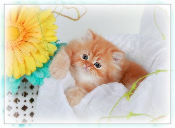 Red Tabby Teacup Persian kitten