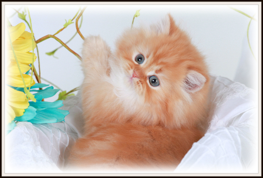 Red Tabby Teacup Persian Kitten 