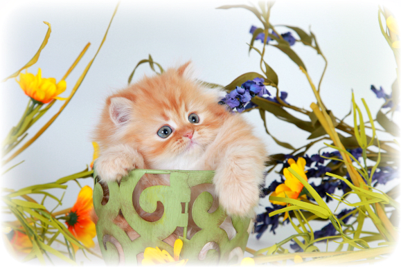 Red Tabby Teacup Persian Kitten 