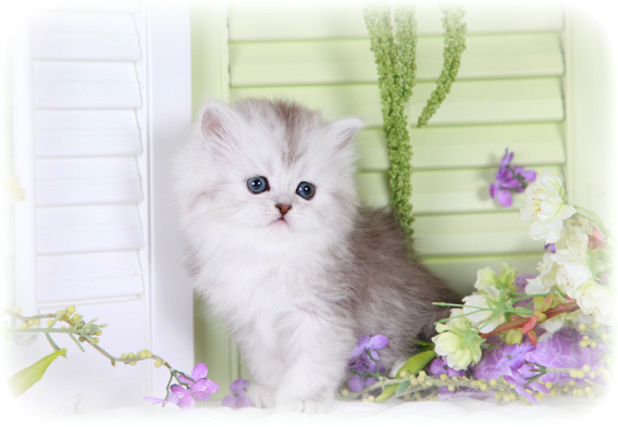 Shaded Silver Teacup Persian Kitten