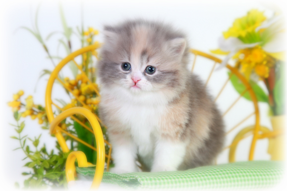 Pastel Calico Teacup Persian Kitten 
