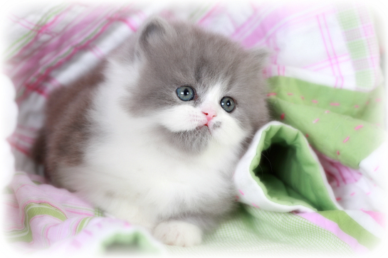 Blue and white bicolor Persian Kitten for Sale