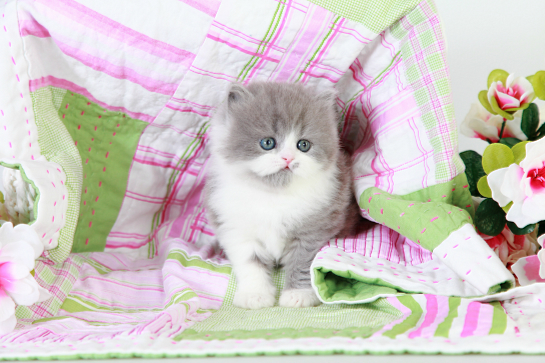 Blue & White Bi-Color Teacup Persian Kitten