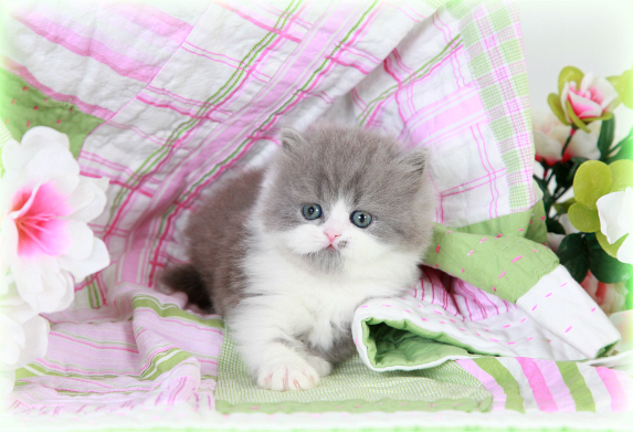 Blue and white bicolor Persian kitten