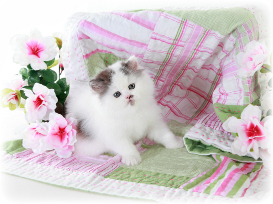 Black Smoke & White Bi-Color Patchwork Teacup Persian Kitten